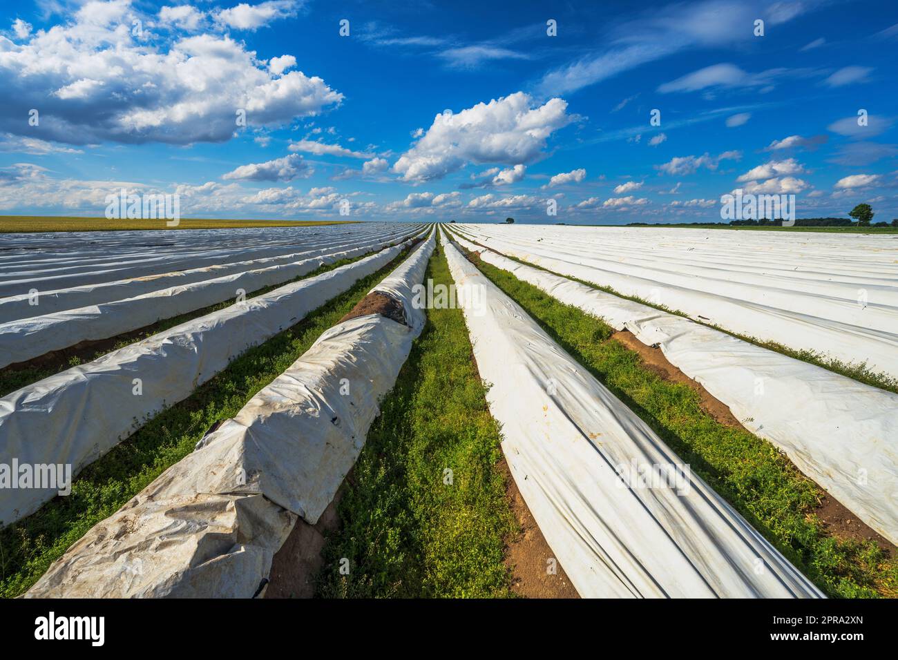 Paysage avec un champ d'asperges Banque D'Images