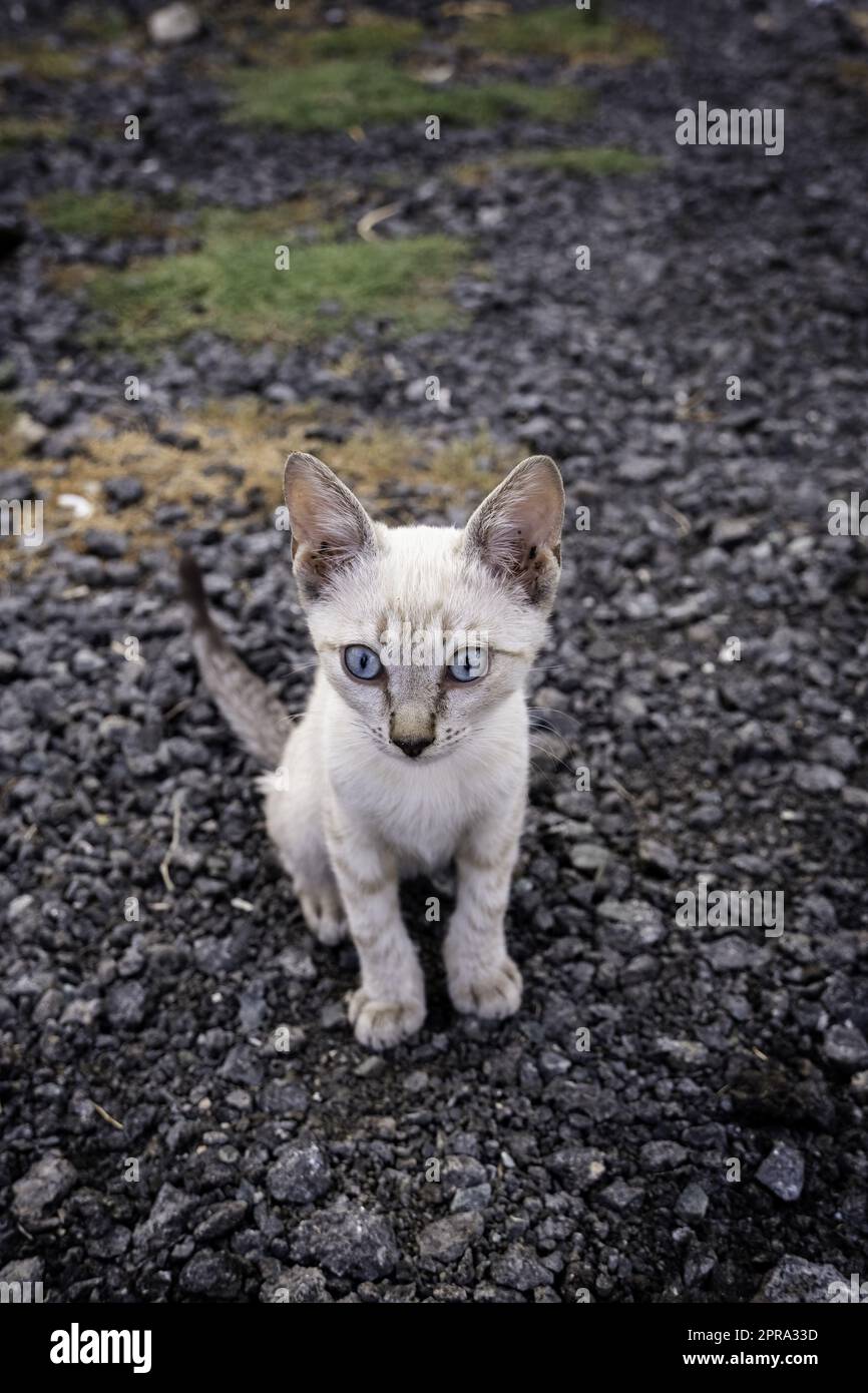 Chat abandonné chiot Banque D'Images