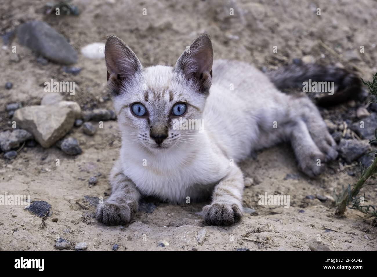 Chat abandonné chiot Banque D'Images