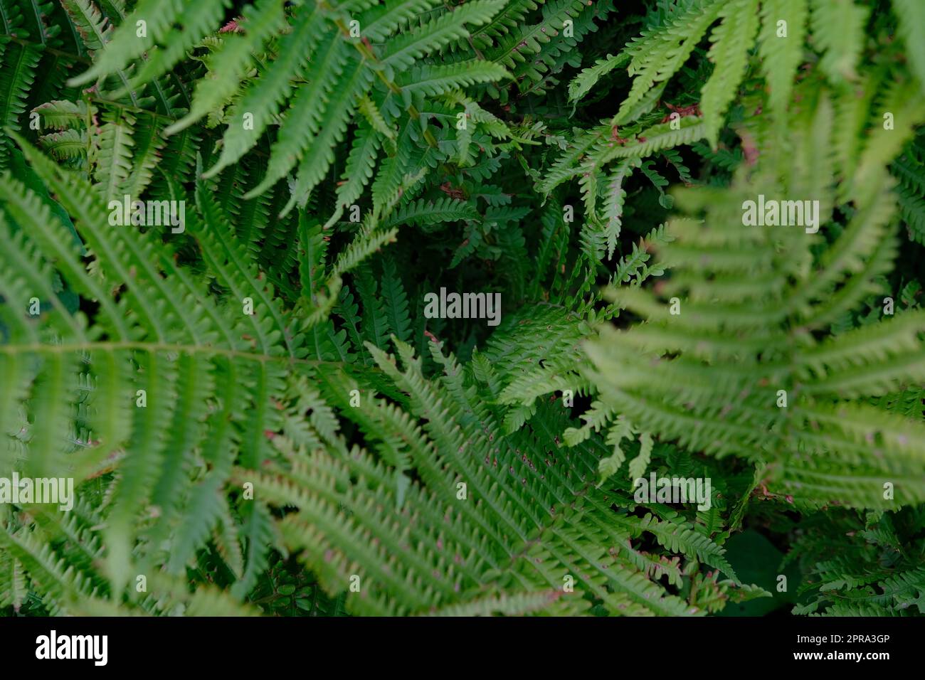 Belle texture de la fougères dans la nature. Fond flou fougères naturelles. Fern feuilles gros plan. Plantes de Fern en forêt. Concept de nature de fond. Banque D'Images