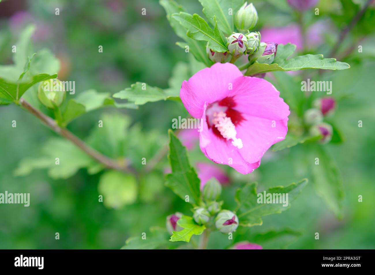 Fleurs d'hibiscus roses qui fleurissent dans le jardin, gros plan de pétales et de pollens, photographie de la nature jardinage arrière-plan Banque D'Images