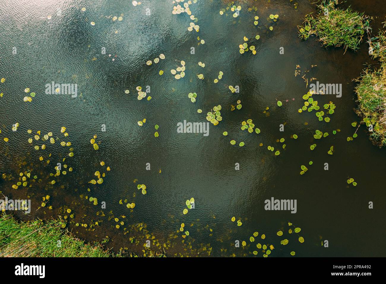 Vue de dessus de petites feuilles de jeunes lilas à la surface de la rivière Lake Bog Banque D'Images
