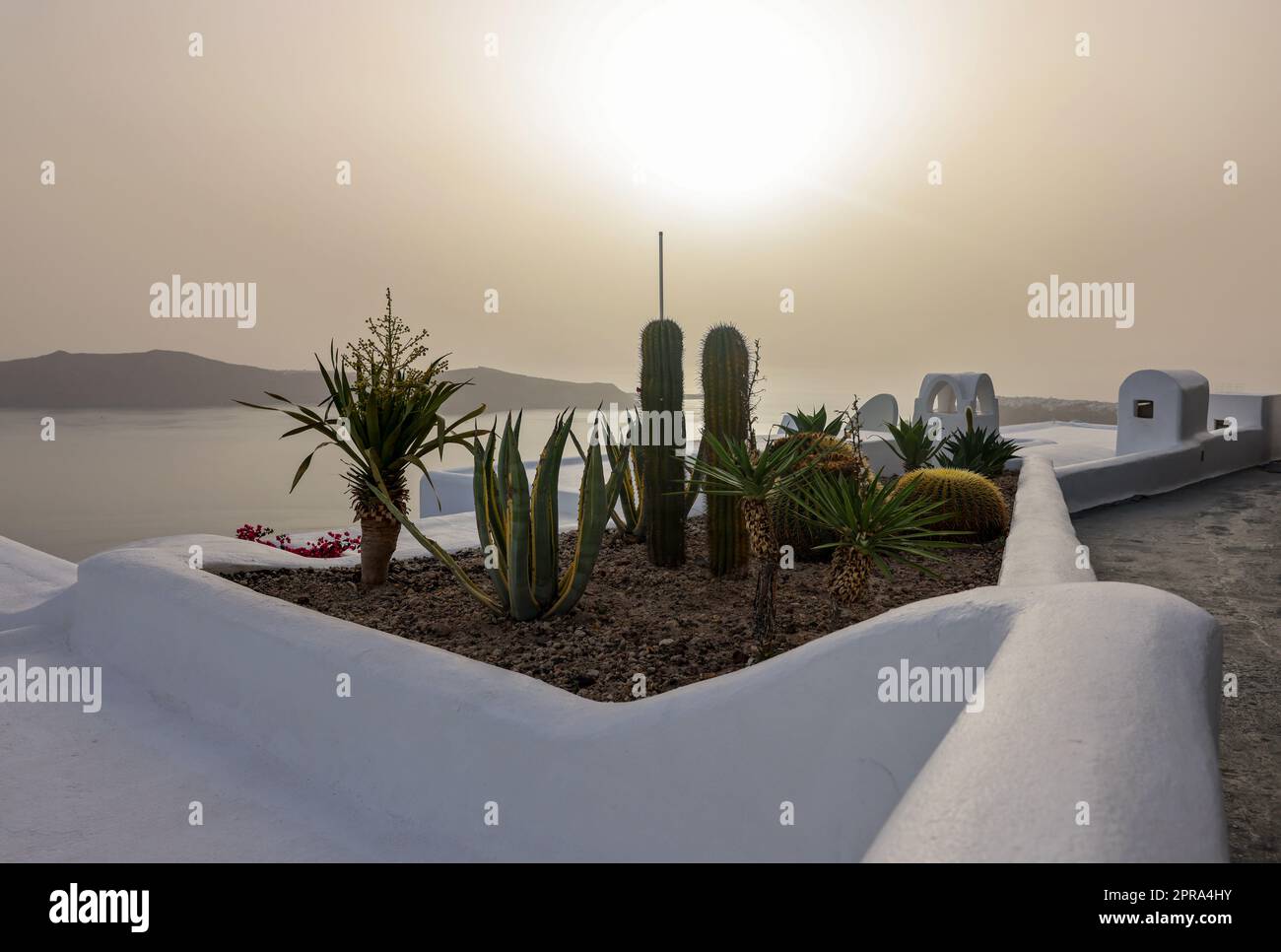 Gros plan de cactus et d'aloès qui poussent dans un lit de fleurs à Santorin. Banque D'Images