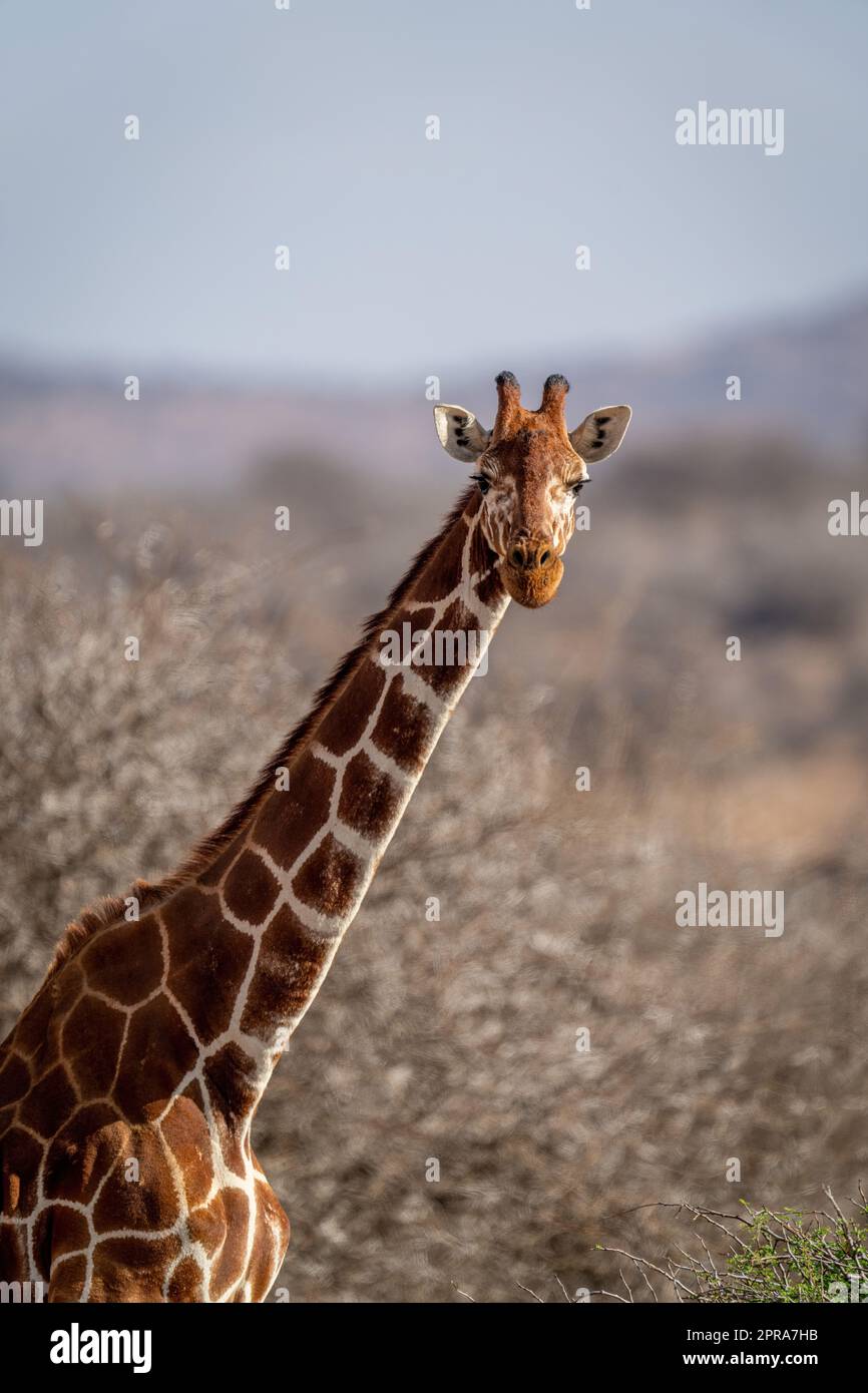 Gros plan de la tête et des épaules d'une girafe réticulée Banque D'Images