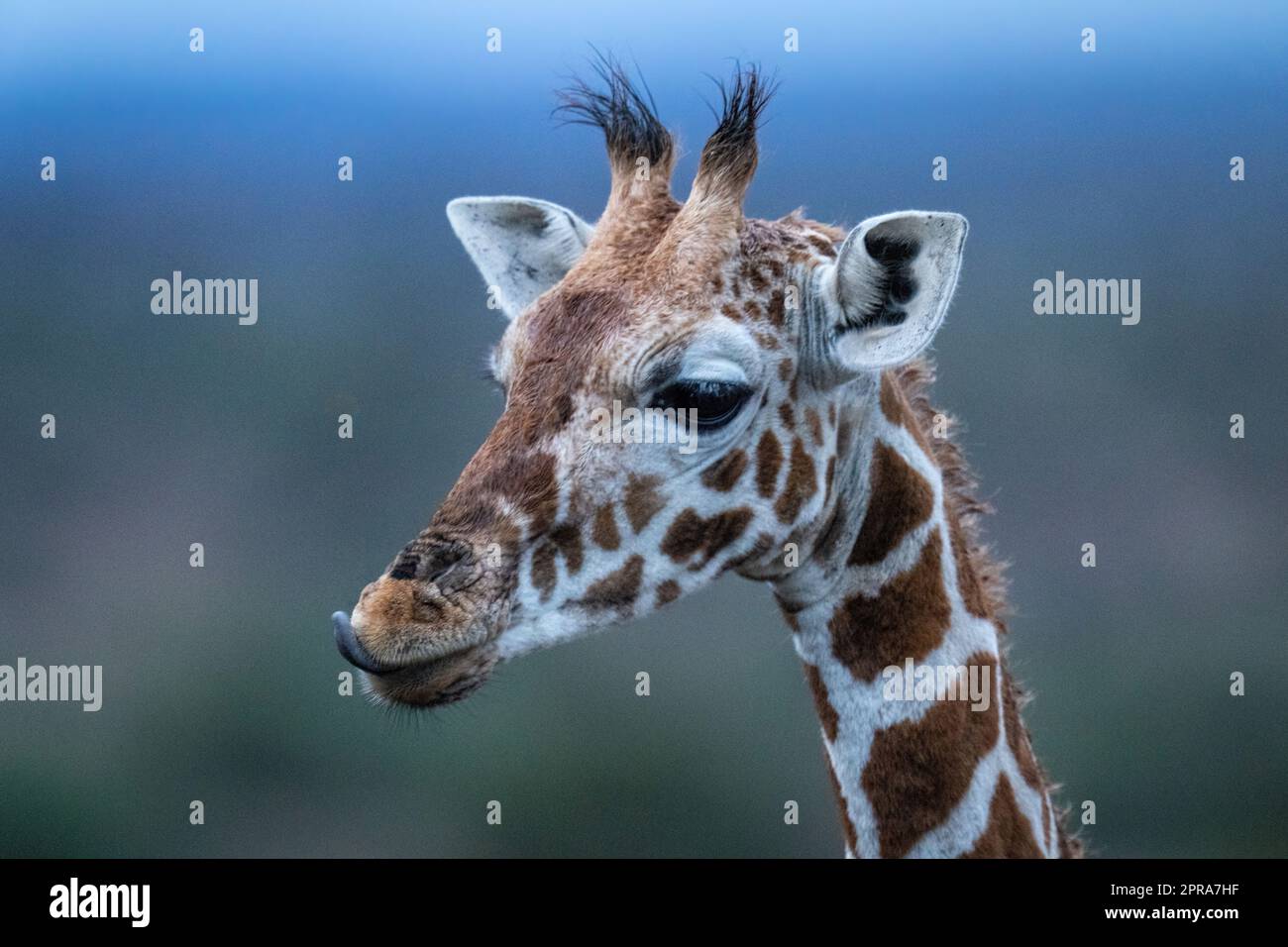 Gros plan d'une girafe réticulée sur ses lèvres Banque D'Images