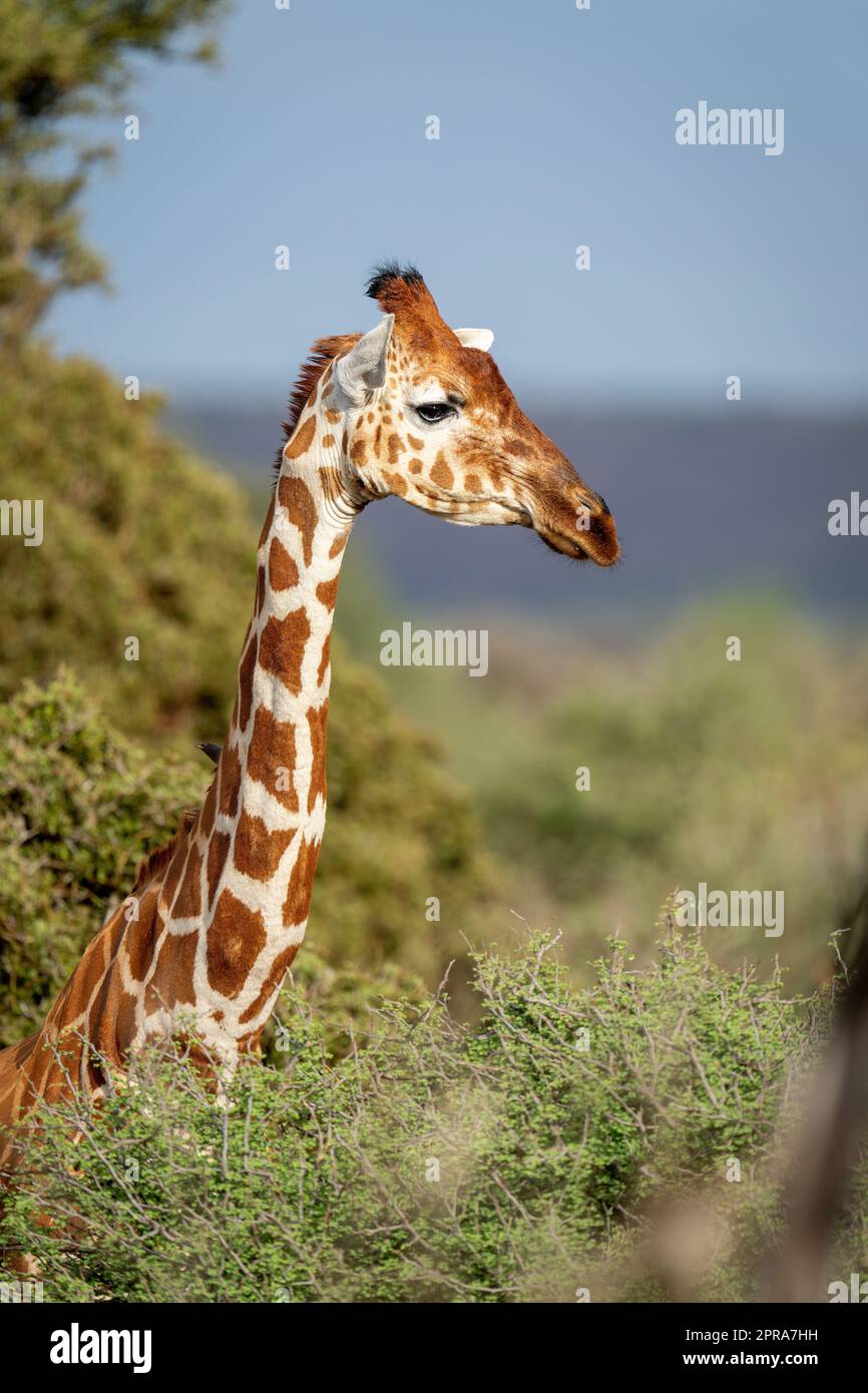 Vue rapprochée de la girafe réticulée debout dans les buissons Banque D'Images