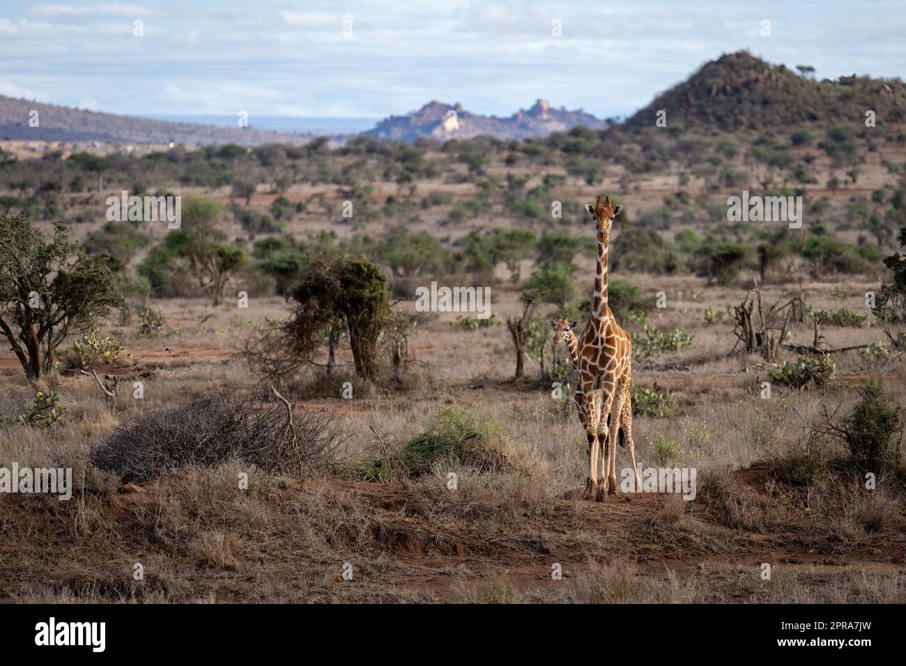 Girafe réticulée debout dans une savane au veau Banque D'Images