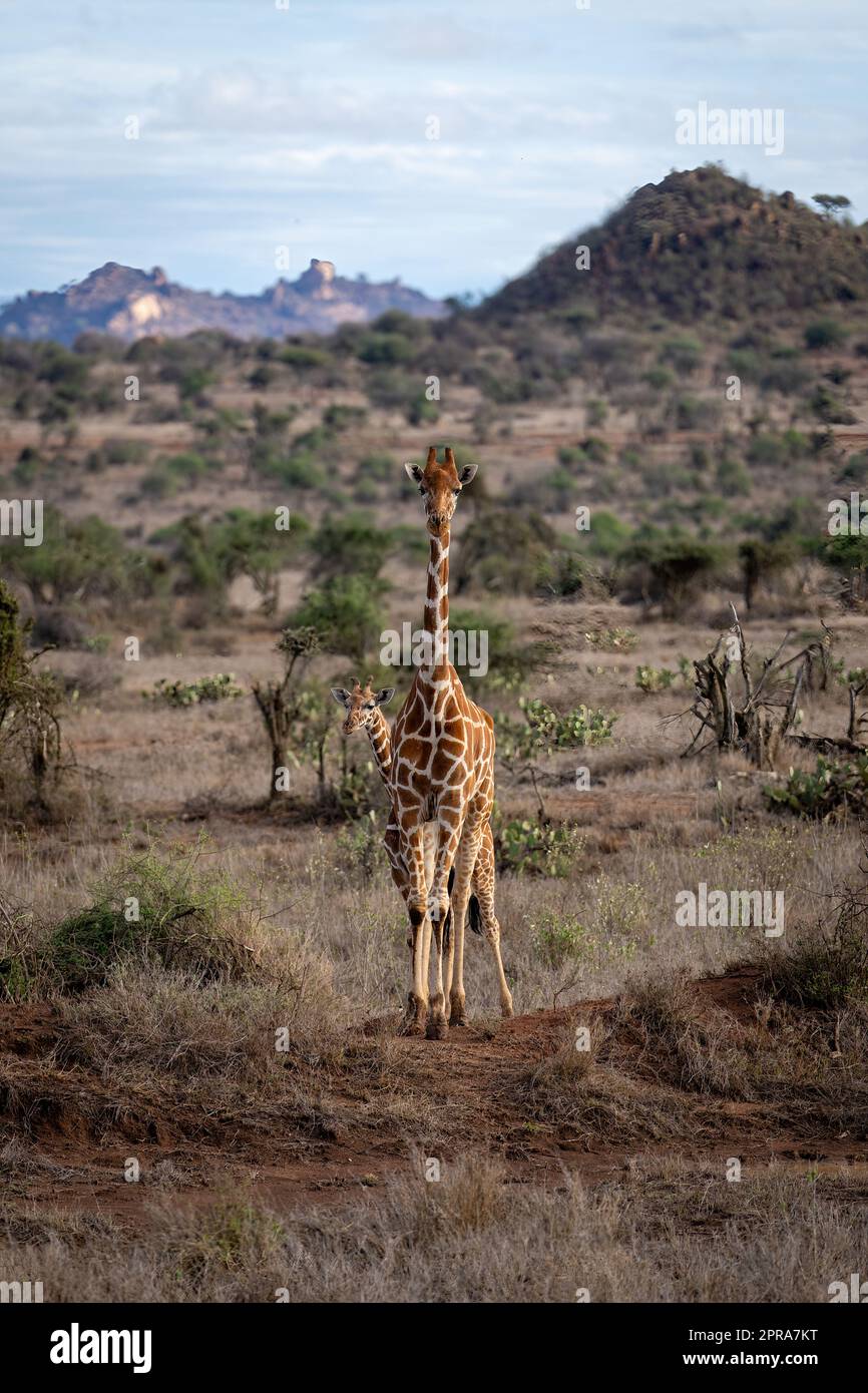 Girafe réticulée se dresse dans une savane au veau Banque D'Images