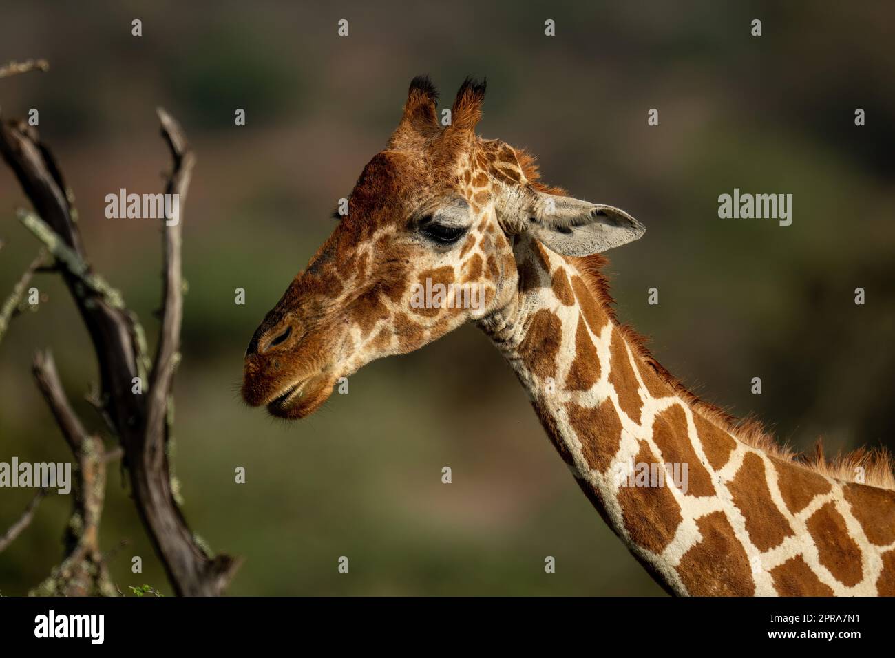 Gros plan de girafe réticulée par des branches mortes Banque D'Images