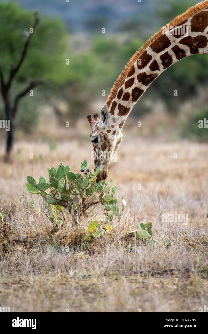 Gros plan d'une girafe réticulée qui se plie au cactus Banque D'Images