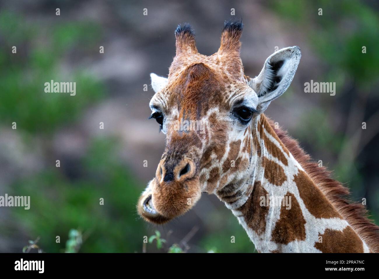 Gros plan de la girafe réticulée à mâcher dans les buissons Banque D'Images