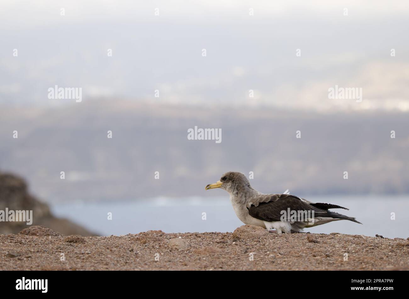 Cory's shearwater lors d'une libération. Banque D'Images