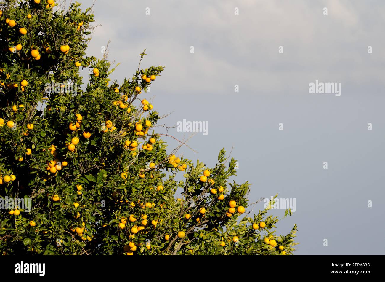 Orange arbre Citrus x sinensis avec fruits. Banque D'Images