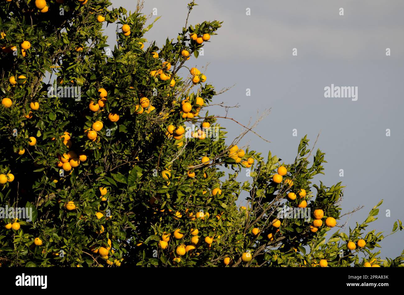 Orange arbre Citrus x sinensis avec fruits. Banque D'Images
