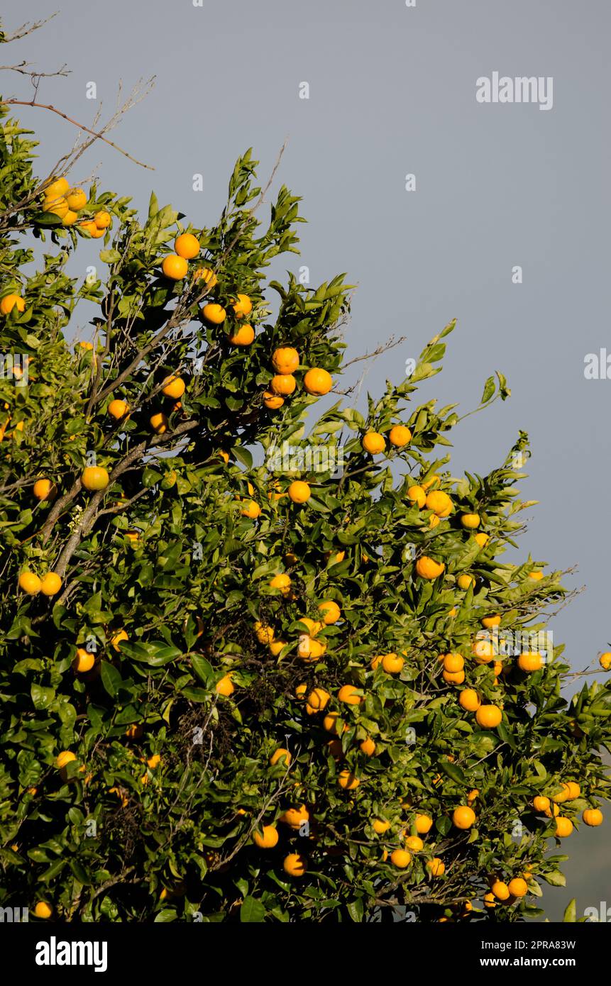 Orange arbre Citrus x sinensis avec fruits. Banque D'Images