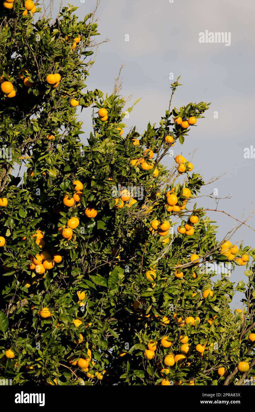 Orange arbre Citrus x sinensis avec fruits. Banque D'Images