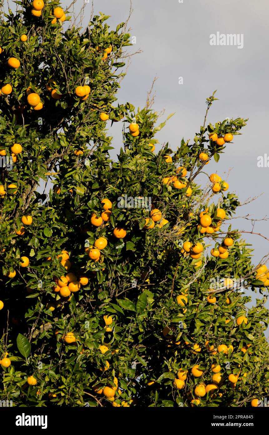 Orange arbre Citrus x sinensis avec fruits. Banque D'Images