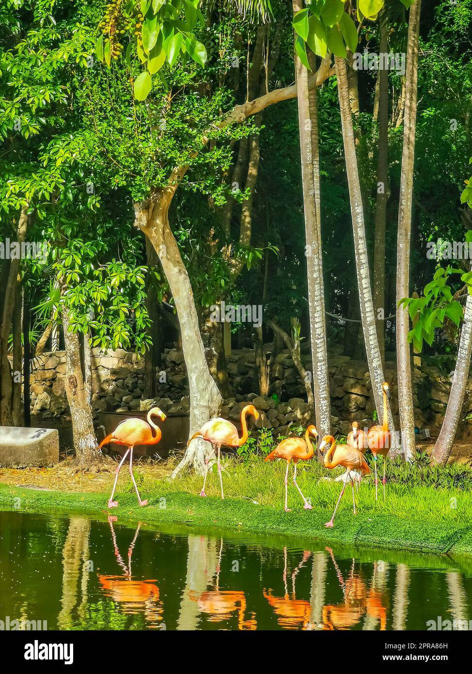 Flamants roses dans un lac d'étang dans un complexe de luxe au Mexique. Banque D'Images