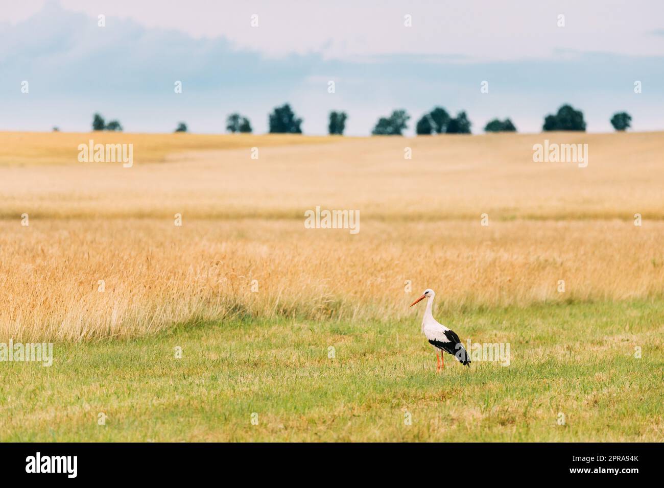 Adulte European White Stork Ciconia Ciconia en été. Oiseau sauvage Banque D'Images