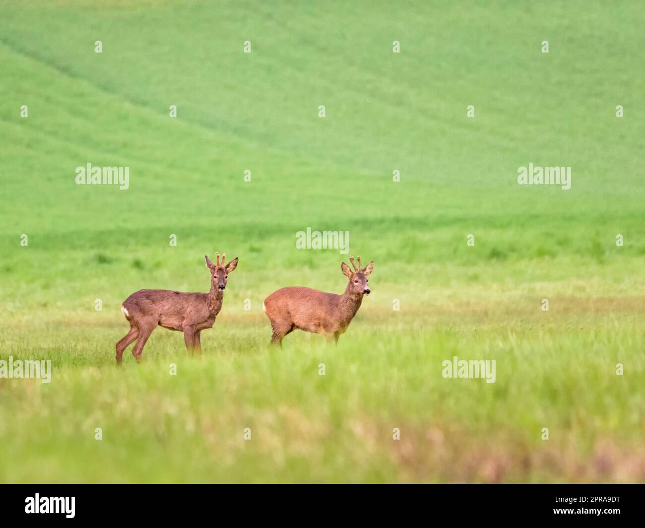 Cerf de Virginie, capreolus capreolus, paître dans la prairie en été avec espace de copie. Roebuck se nourrissant sur la prairie avec de l'espace pour le texte. Pasteurs de mammifères bruns sur la glade en été. Banque D'Images