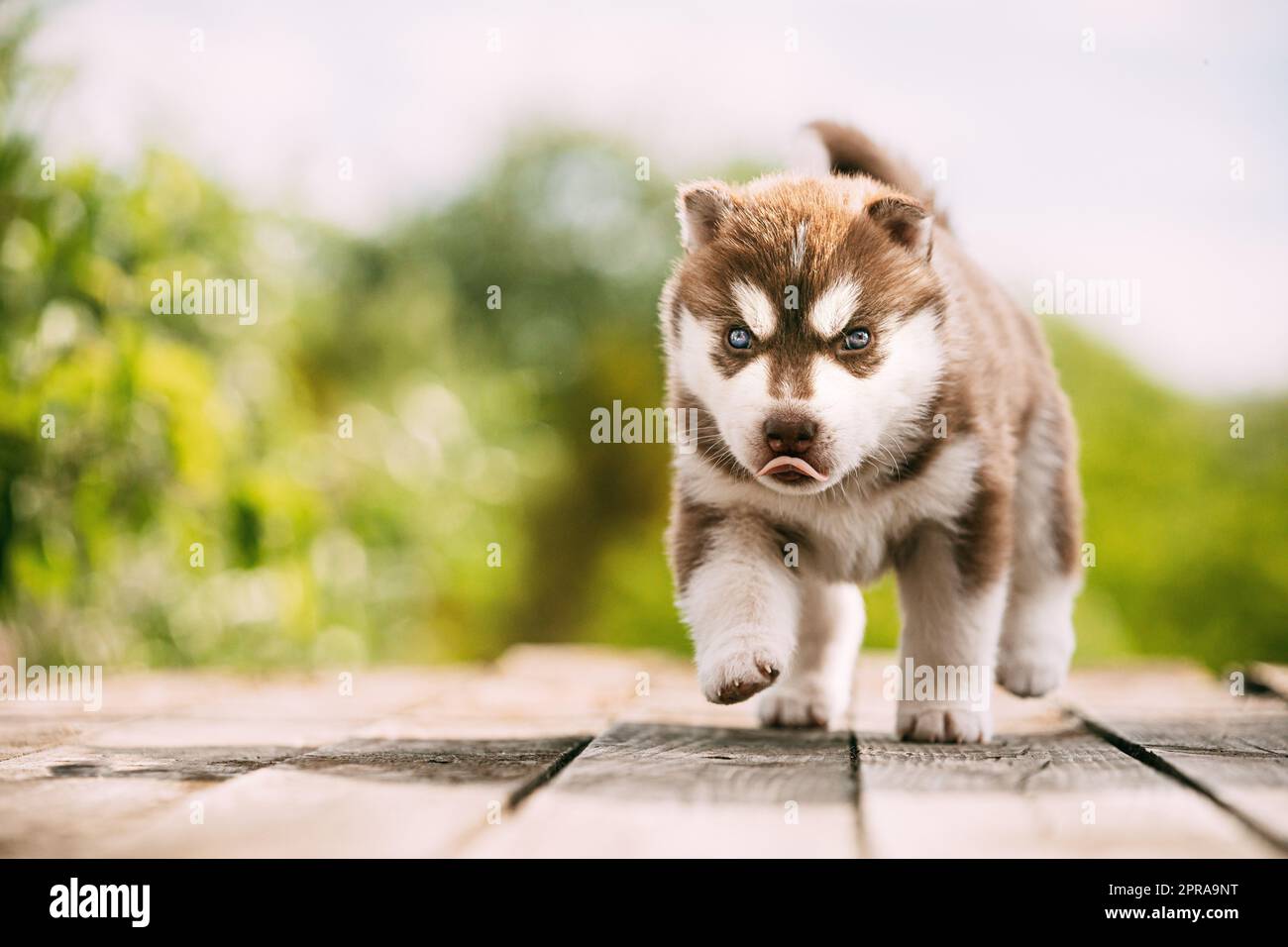 Husky Puppy de quatre semaines de couleur marron-blanc, debout sur un sol en bois. Banque D'Images