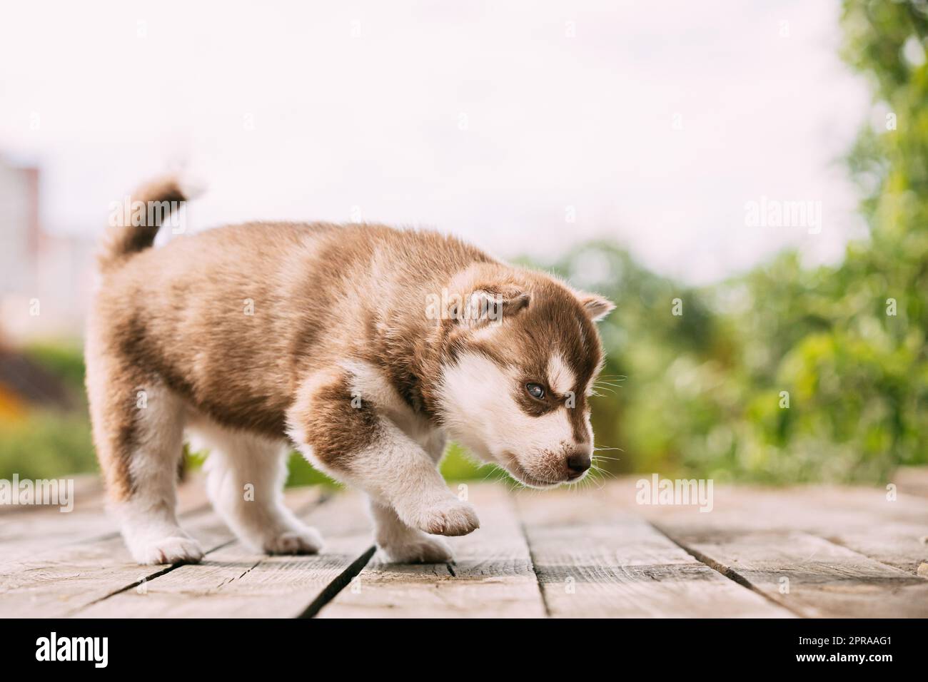 Husky Puppy de quatre semaines de couleur marron-blanc, debout sur un sol en bois. Banque D'Images