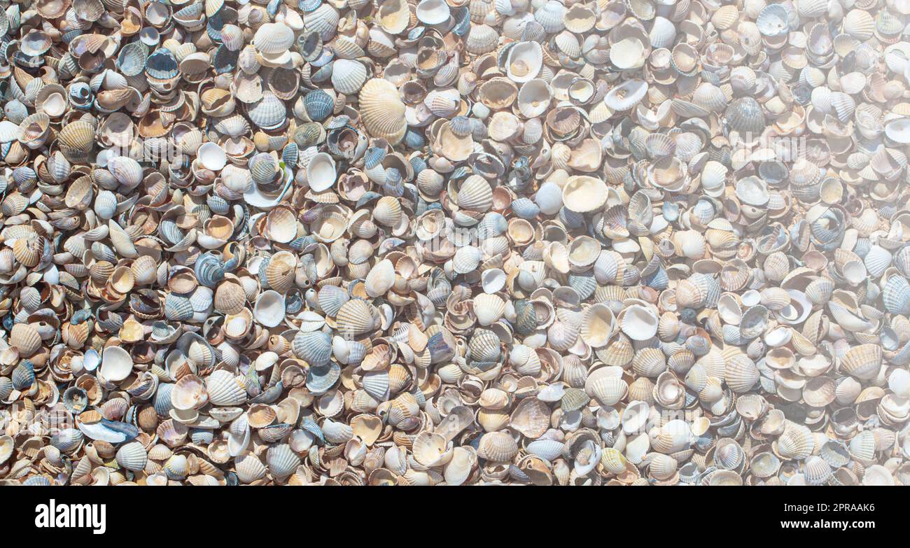 Sea Shells Seasells de la plage tropicale comme arrière-plan Banque D'Images