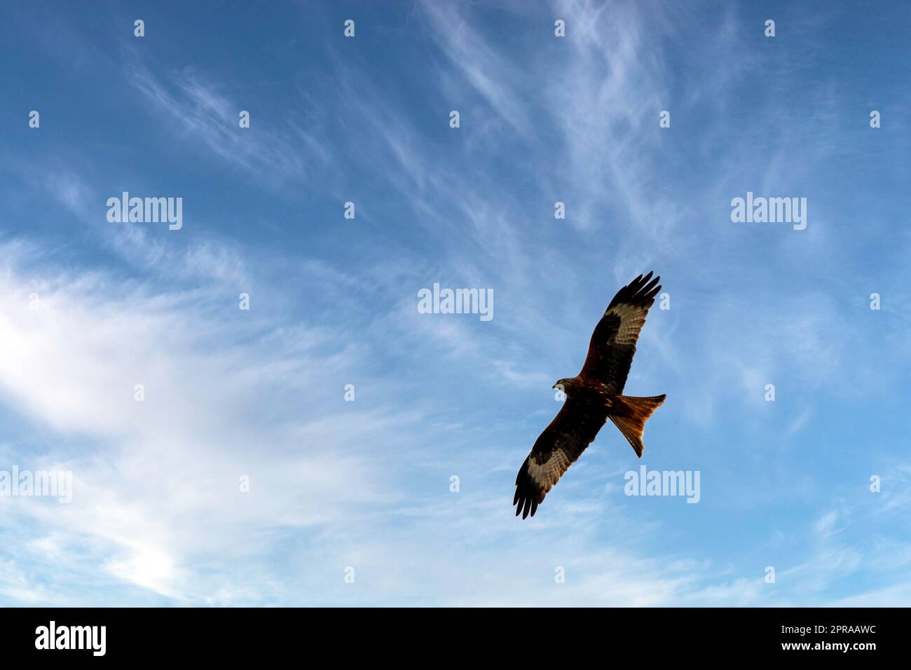 Cerf-volant rouge (Milvus milvus) sur le ciel britannique Banque D'Images