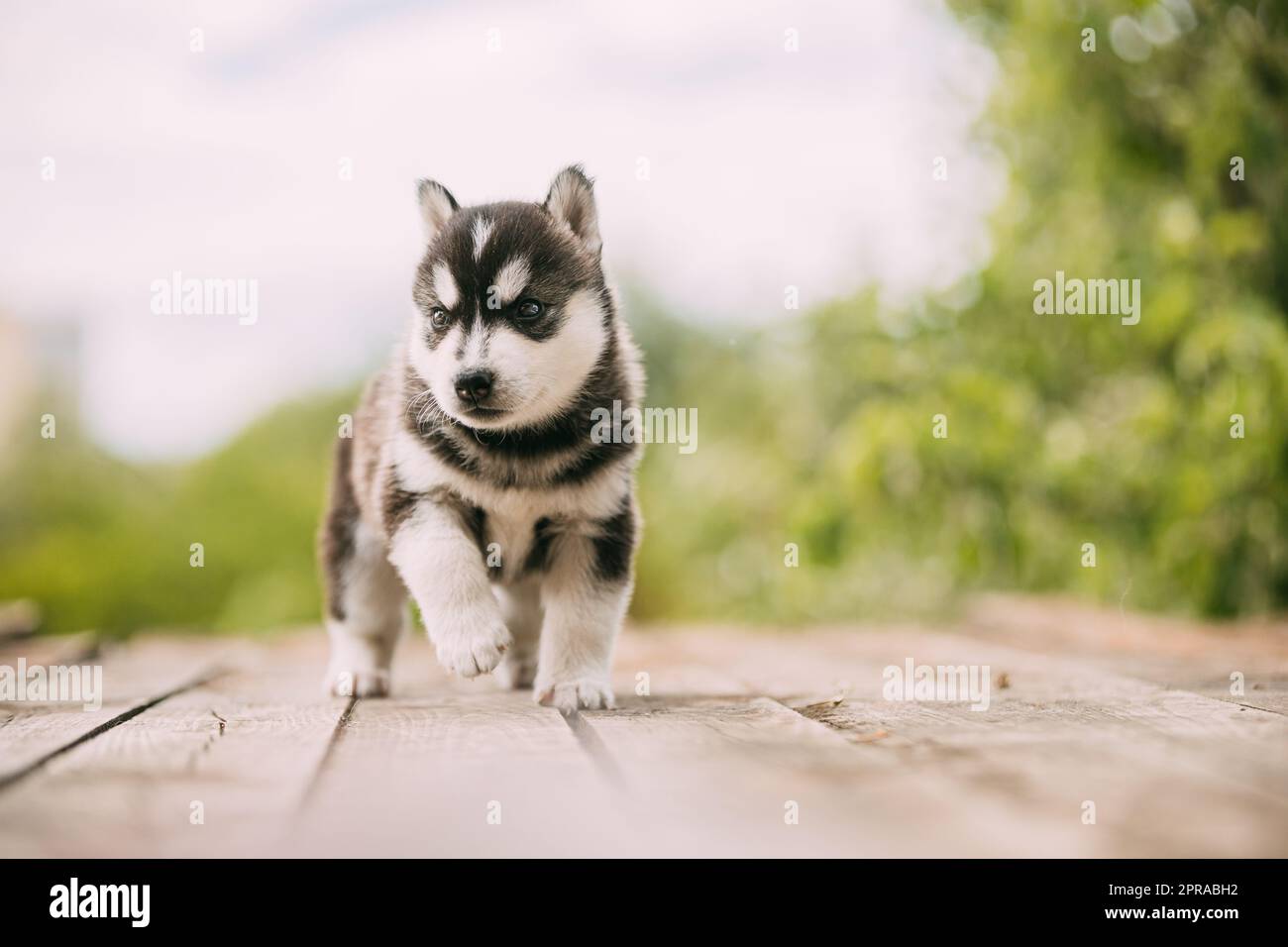 Husky Puppy de quatre semaines de randonnée couleur blanc-gris-noir sur un sol en bois Banque D'Images