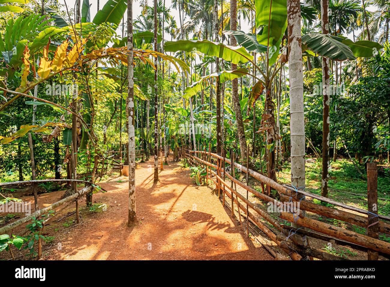 Goa, Inde. Vue sur Road Lane Path Way entourée de végétation tropicale verte et de bambous en une journée ensoleillée. Paysage du parc Banque D'Images