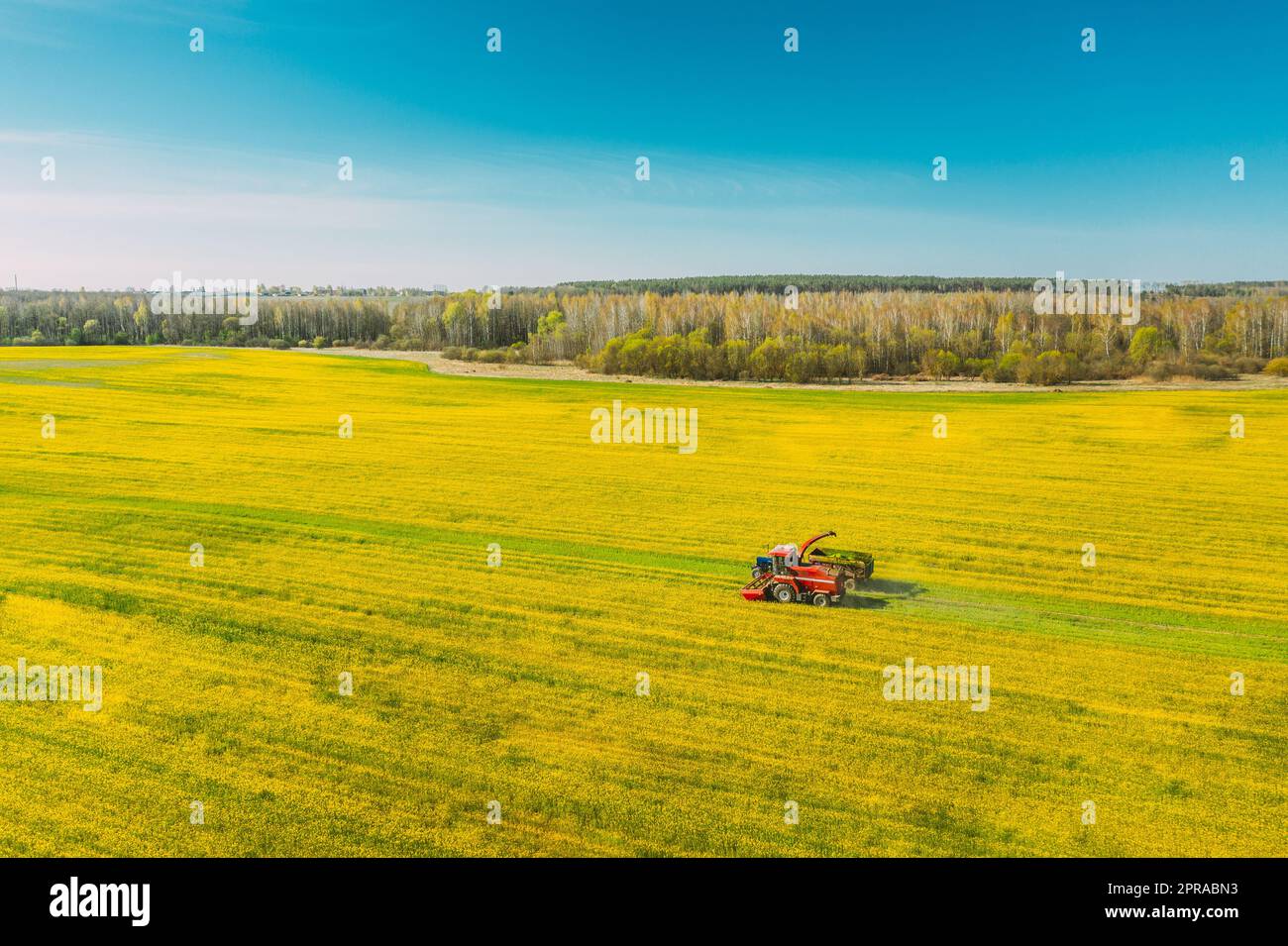 Vue aérienne du paysage rural. Moissonneuse-batteuse et tracteur travaillant ensemble dans les champs. Récolte de graines oléagineuses au printemps. Machines agricoles collectant des Rapeseeds en fleurs Canola Colza. Vue en hauteur Banque D'Images