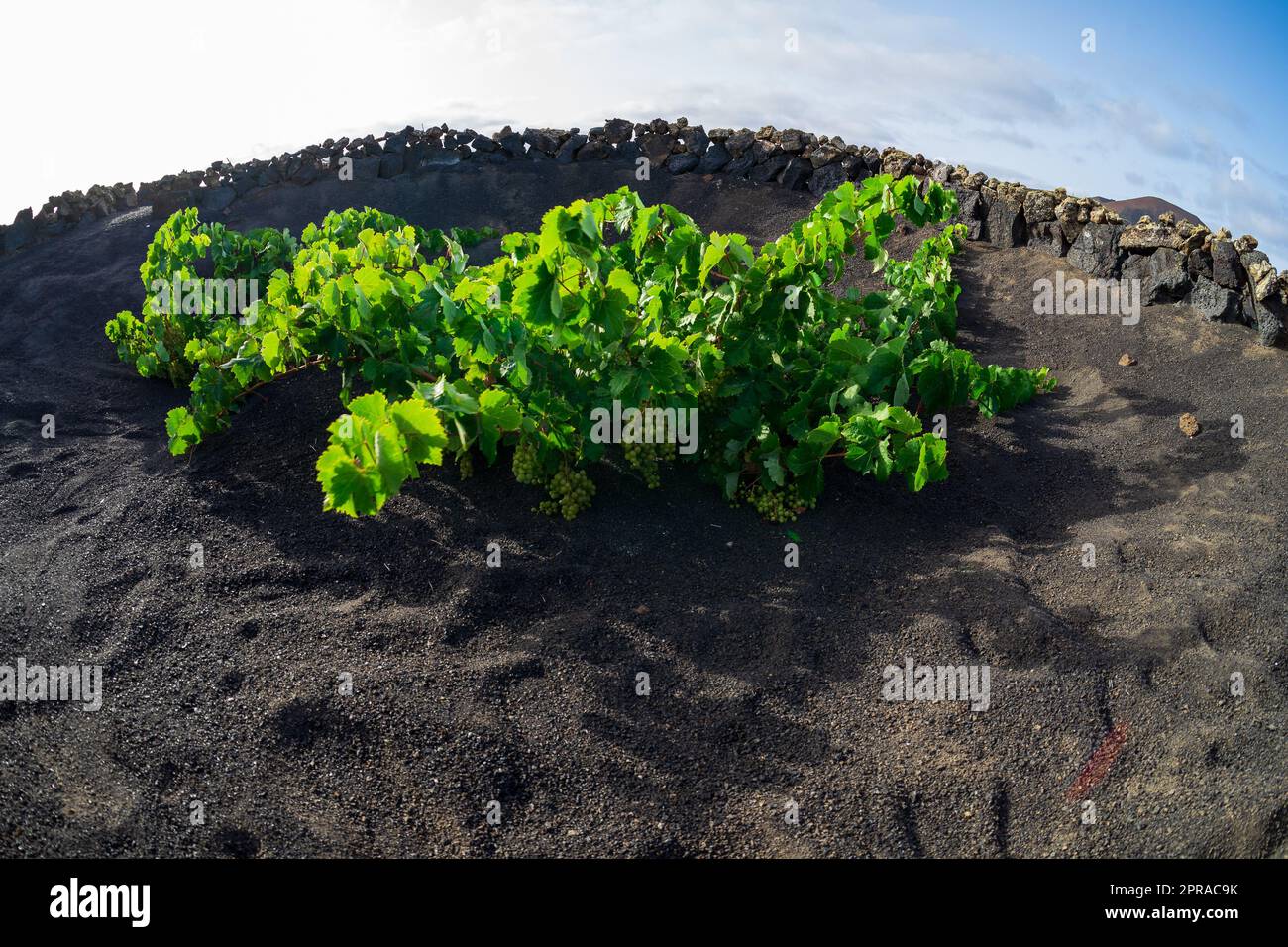 Vignobles typiques sur sol noir de lave. Lanzarote, îles Canaries. Espagne. Banque D'Images