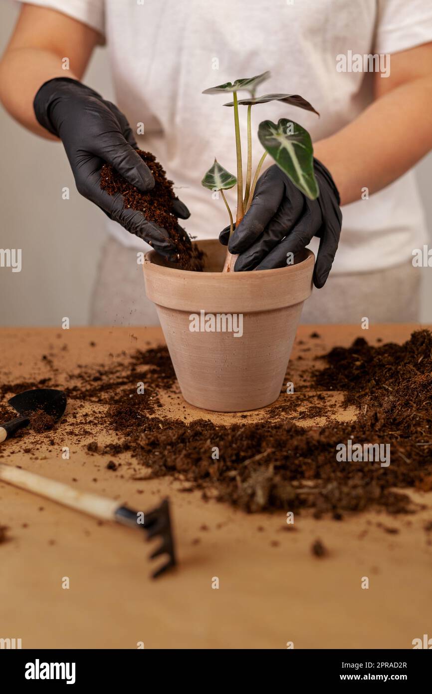 Transplantant une plante de maison dans un nouveau pot de fleur. Banque D'Images