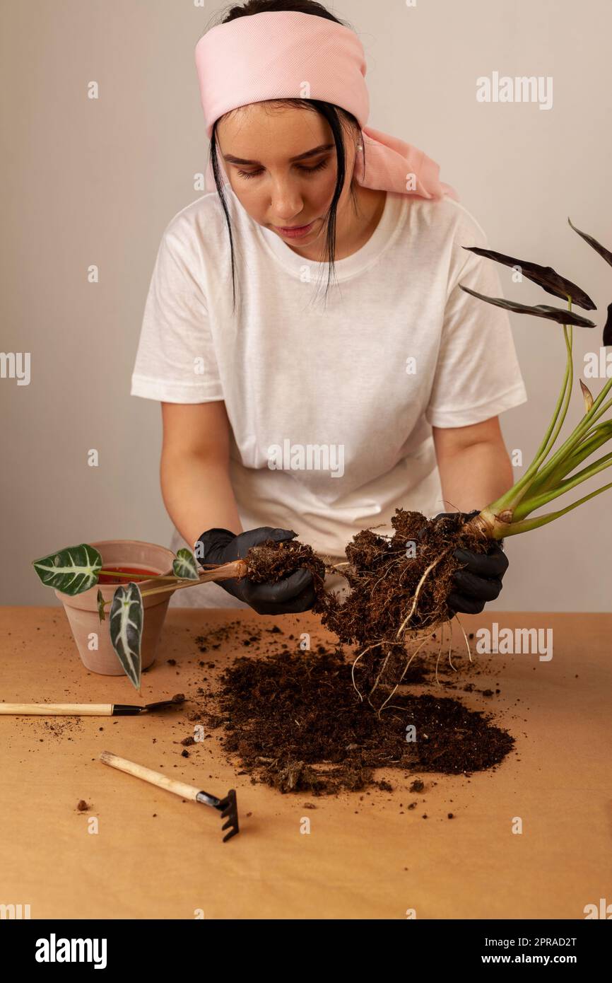 Transplantant une plante de maison dans un nouveau pot de fleur. Banque D'Images