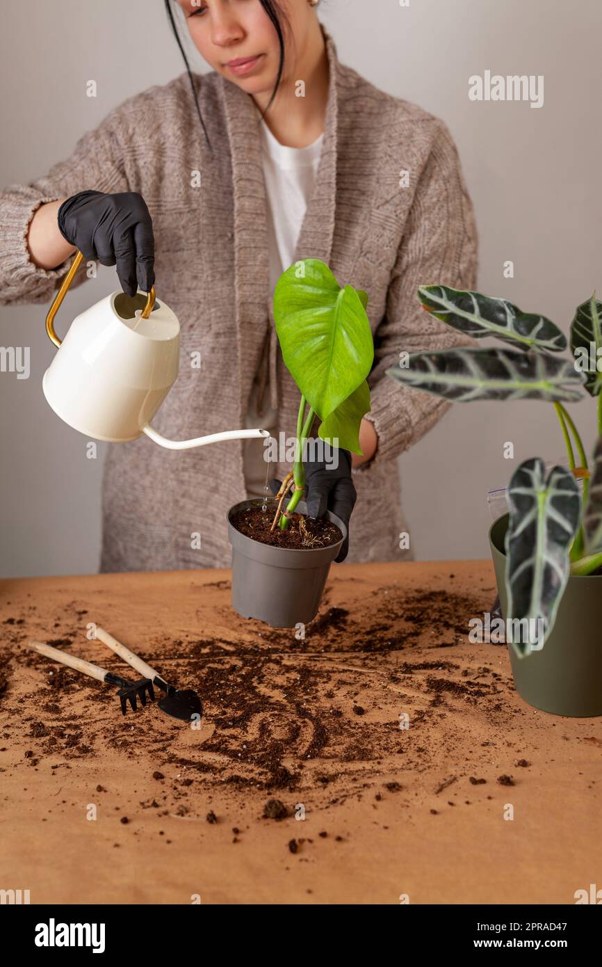 Transplantant une plante de maison dans un nouveau pot de fleur. Banque D'Images