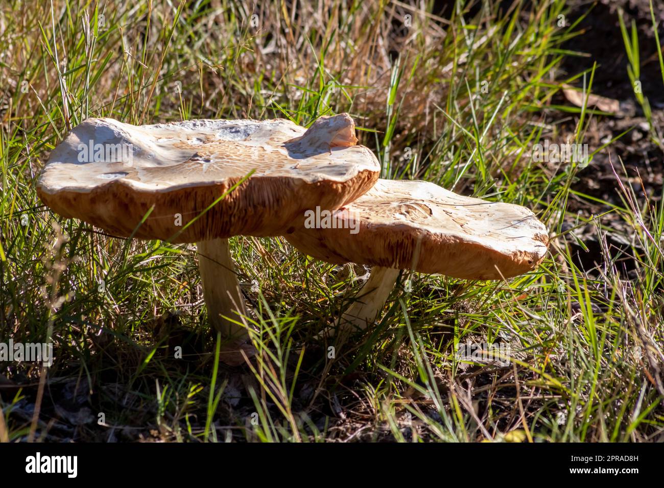 De gros champignons dans une forêt que l'on retrouve lors d'une excursion en automne avec des feuilles brunes en contre-jour au cours de la saison des champignons comme fruits de la forêt délicieux mais potentiellement toxiques et dangereux Banque D'Images