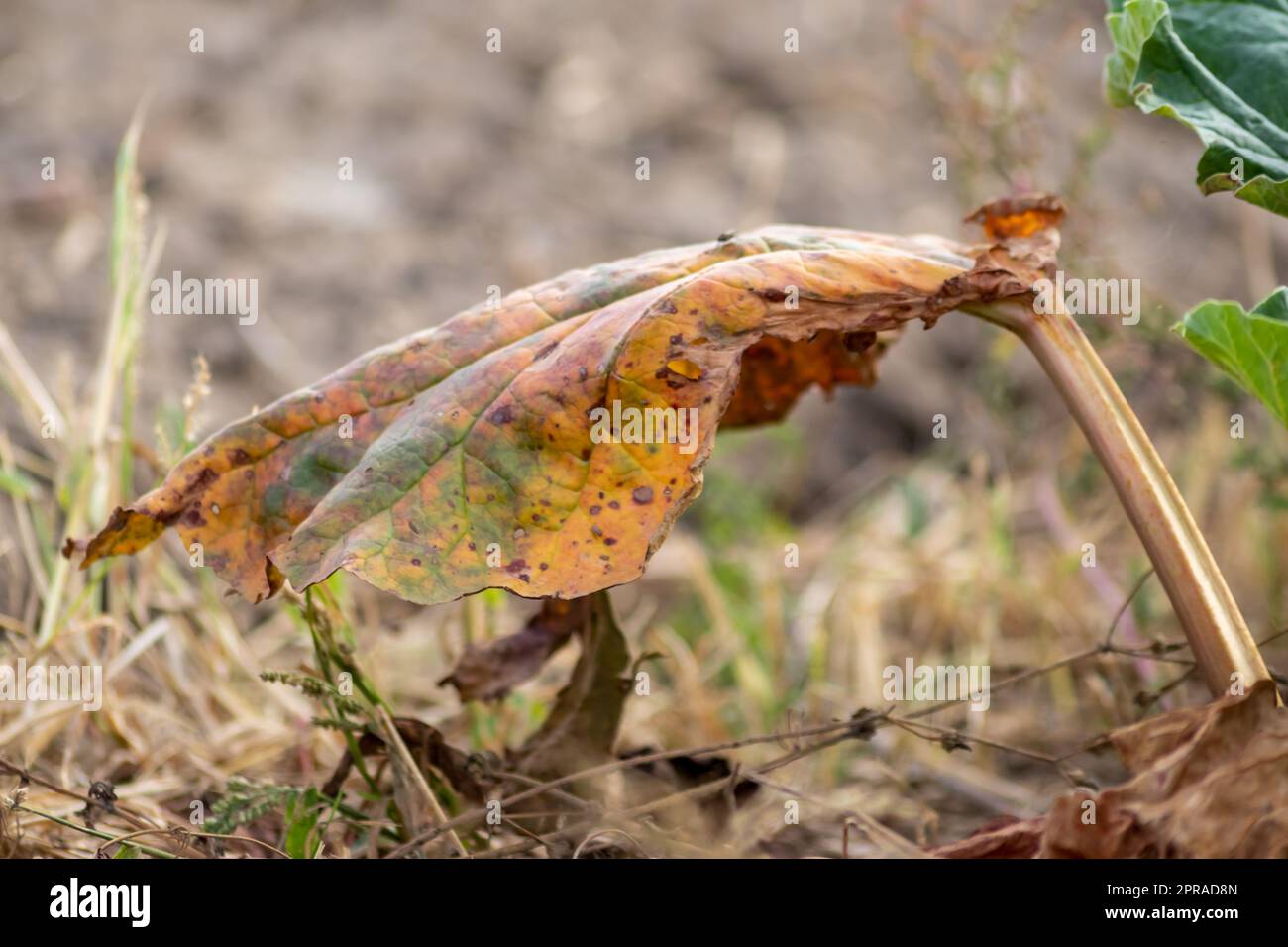 Le champ sec de rhubarbe avec des feuilles de rhubarbe brunes sur des terres agricoles sèches montre le réchauffement de la planète et la période de chaleur extrême provoque une pénurie de cultures et des légumes flétridés pas de précipitations et de pénurie d'eau changement climatique Banque D'Images