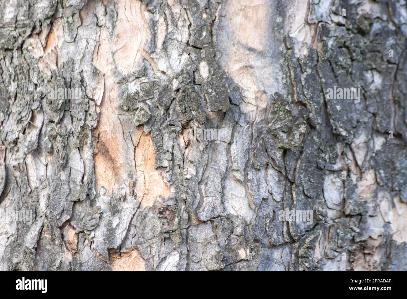 L'écorce d'arbre avec des structures naturelles fines et la patine d'écorce d'arbre rugueuse comme fond naturel et écologique montre une belle dans les tons gris comme les cicatrices et la protection contre et l'habitat pour les insectes Banque D'Images