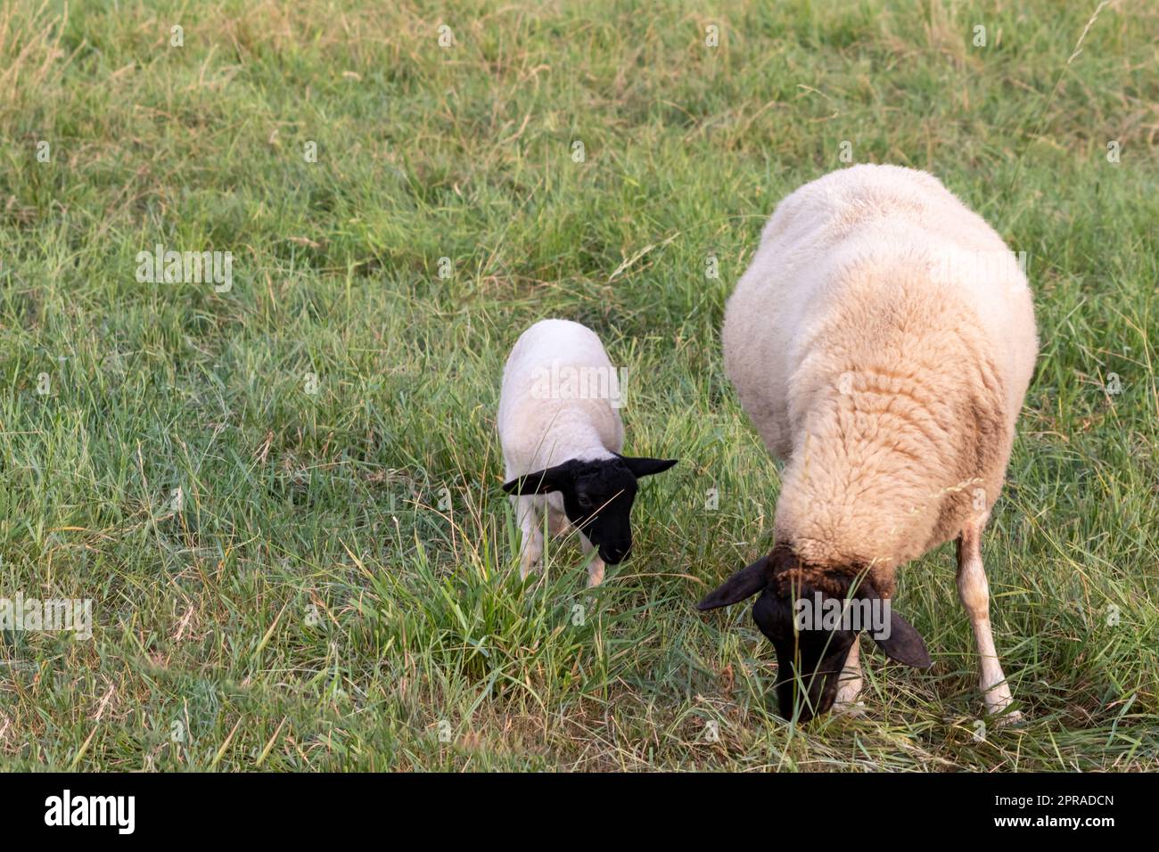 Petit agneau à tête noire et mère moutons attentif s'occupant des moutons de pâturage dans l'élevage biologique avec troupeau de moutons détendus dans l'herbe verte comme gestion agricole dans campagne idyllique Banque D'Images