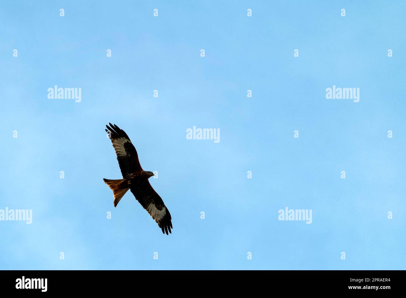 Cerf-volant rouge (Milvus milvus) sur le ciel britannique Banque D'Images