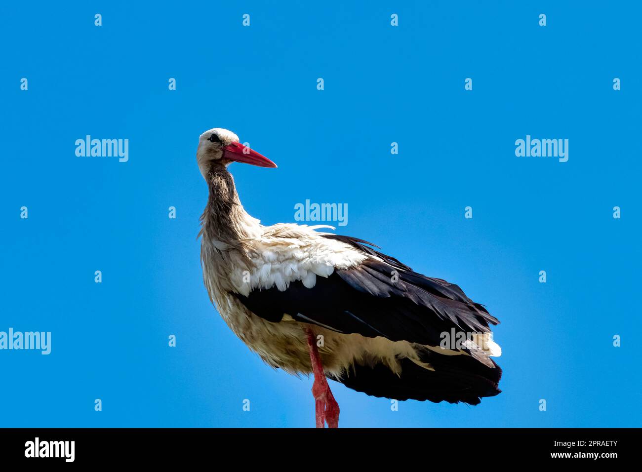 Ciconie blanche (Ciconia ciconia) sur le feu de rue - Choczewo, Pomerania, Pologne Banque D'Images