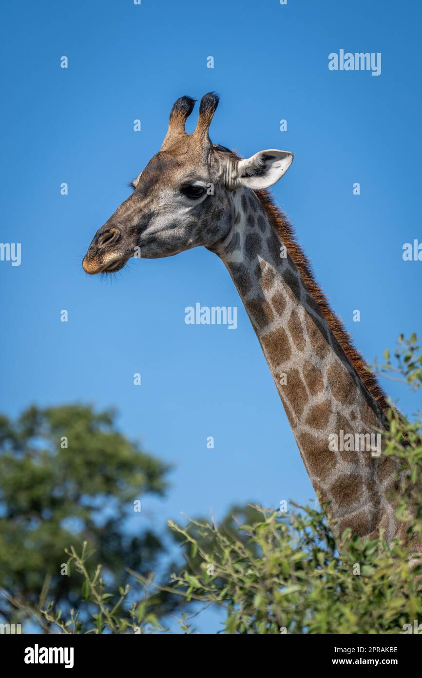 La girafe du sud donne sur la brousse en profil Banque D'Images