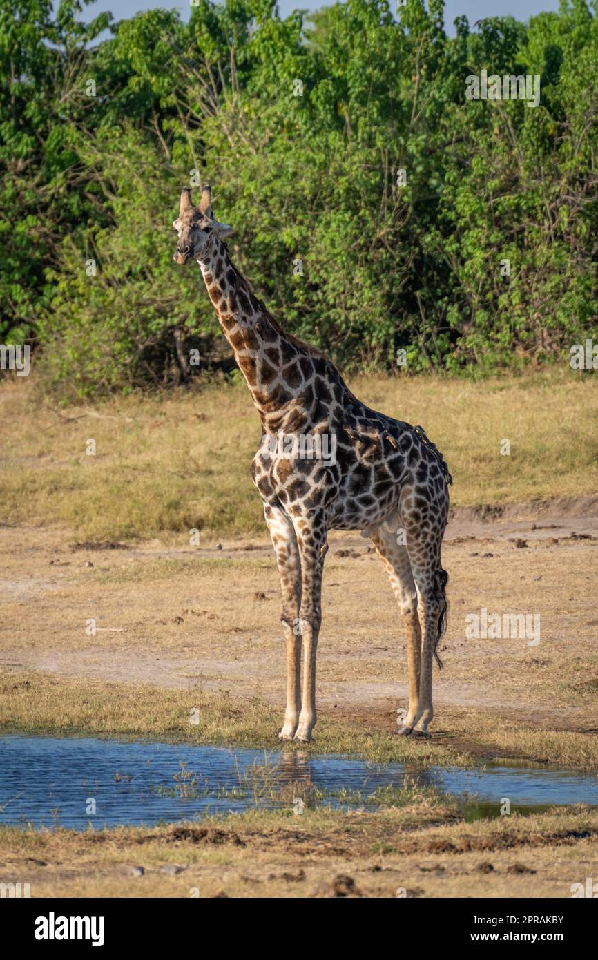Girafe du sud se dresse au bord de la rivière avec des boeufs Banque D'Images