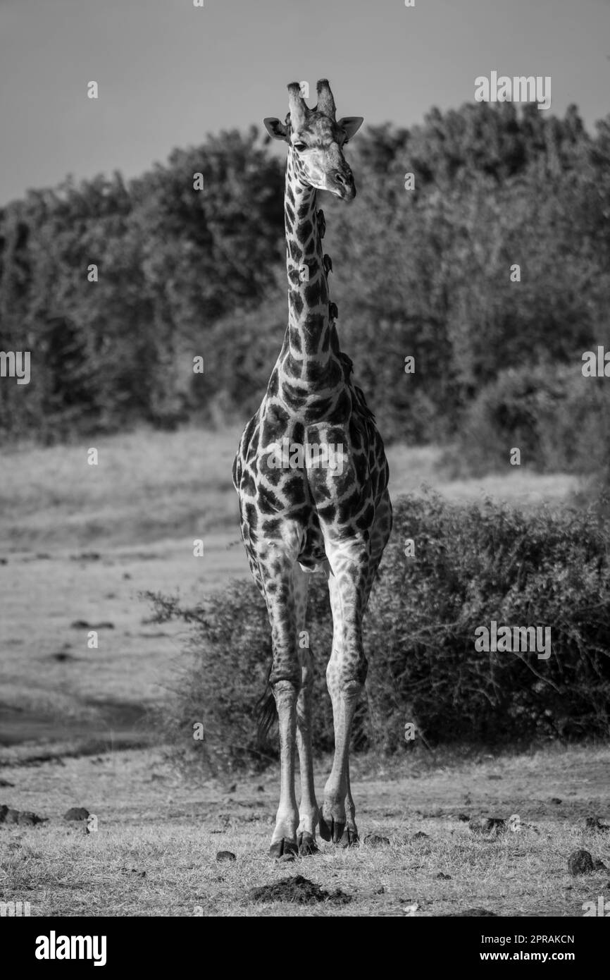 La girafe méridionale mono mâle se dirige vers l'appareil photo Banque D'Images