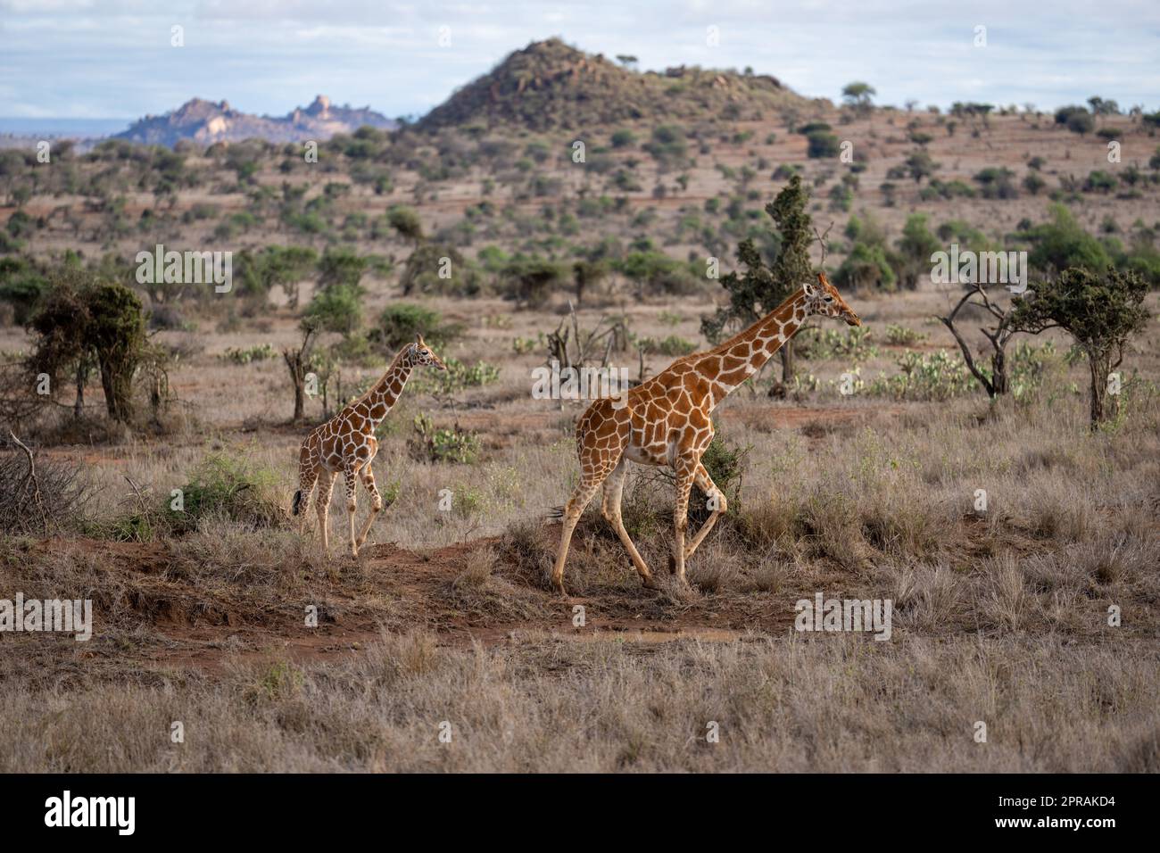 Girafe réticulée traverse la savane avec le veau Banque D'Images