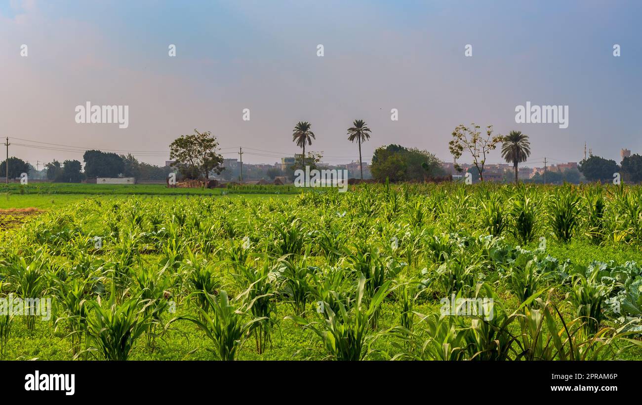 Prairie verte et ciel bleu avec peu de nuages dans un village égyptien Banque D'Images