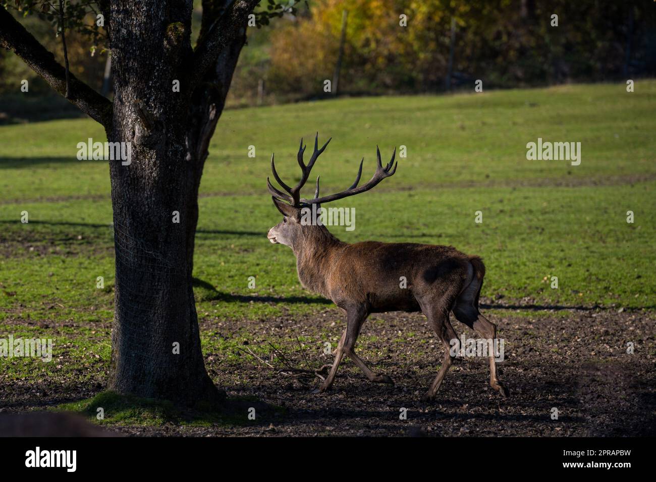 Chevreuil dans l'hiver Banque D'Images