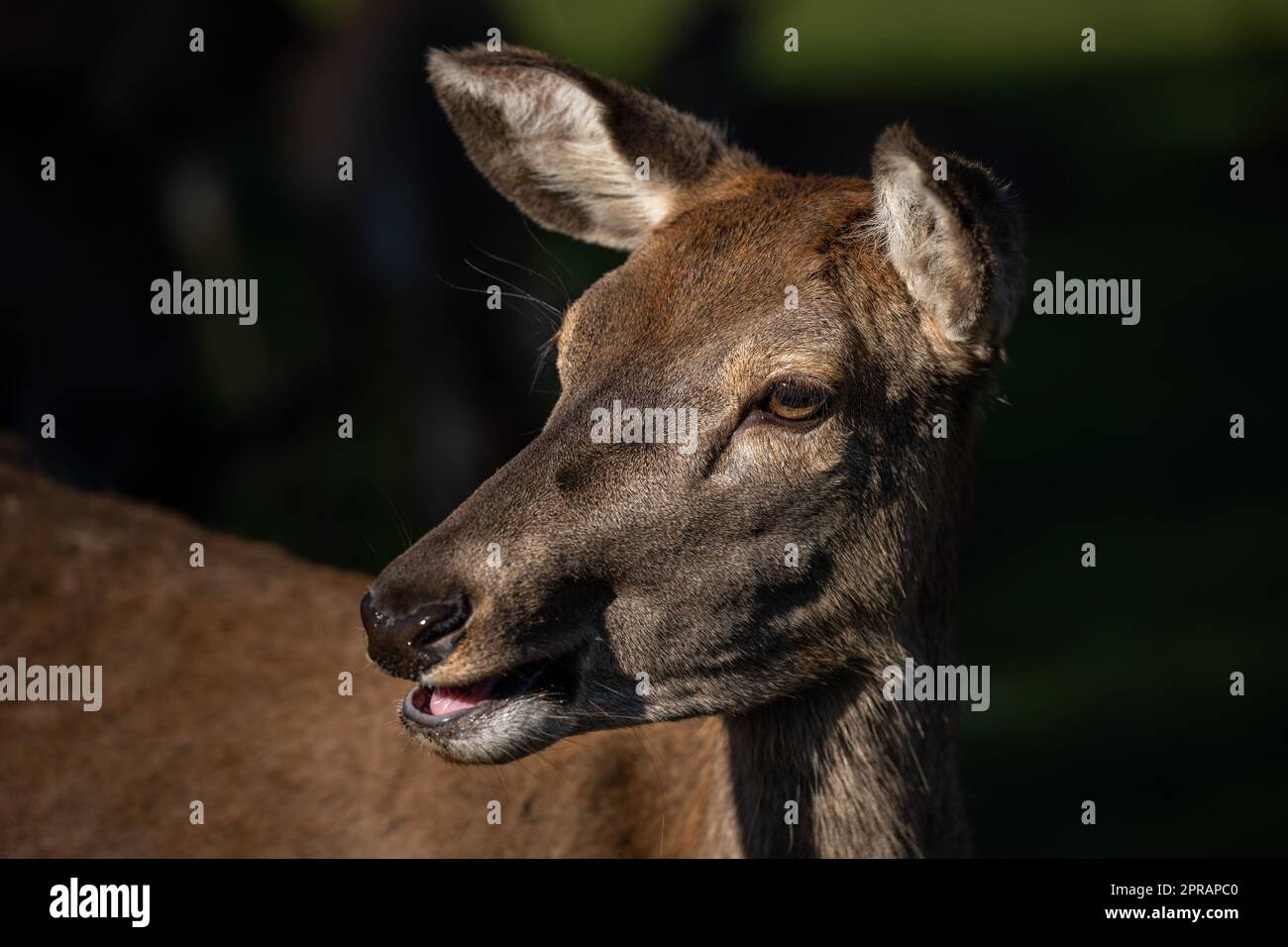 Chevreuil dans l'hiver Banque D'Images
