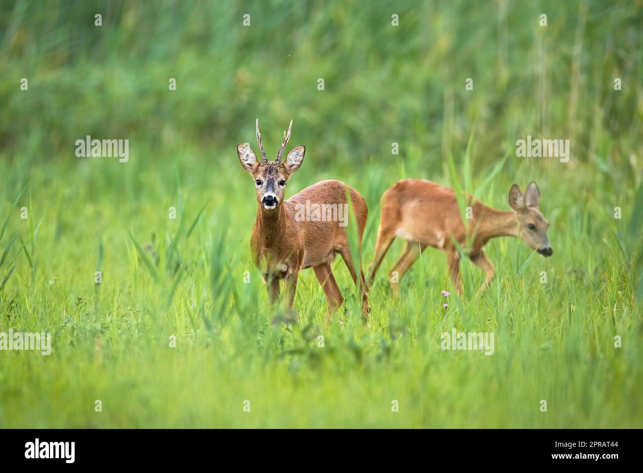 Couple chevreuil debout dans la longue herbe dans la nature estivale Banque D'Images