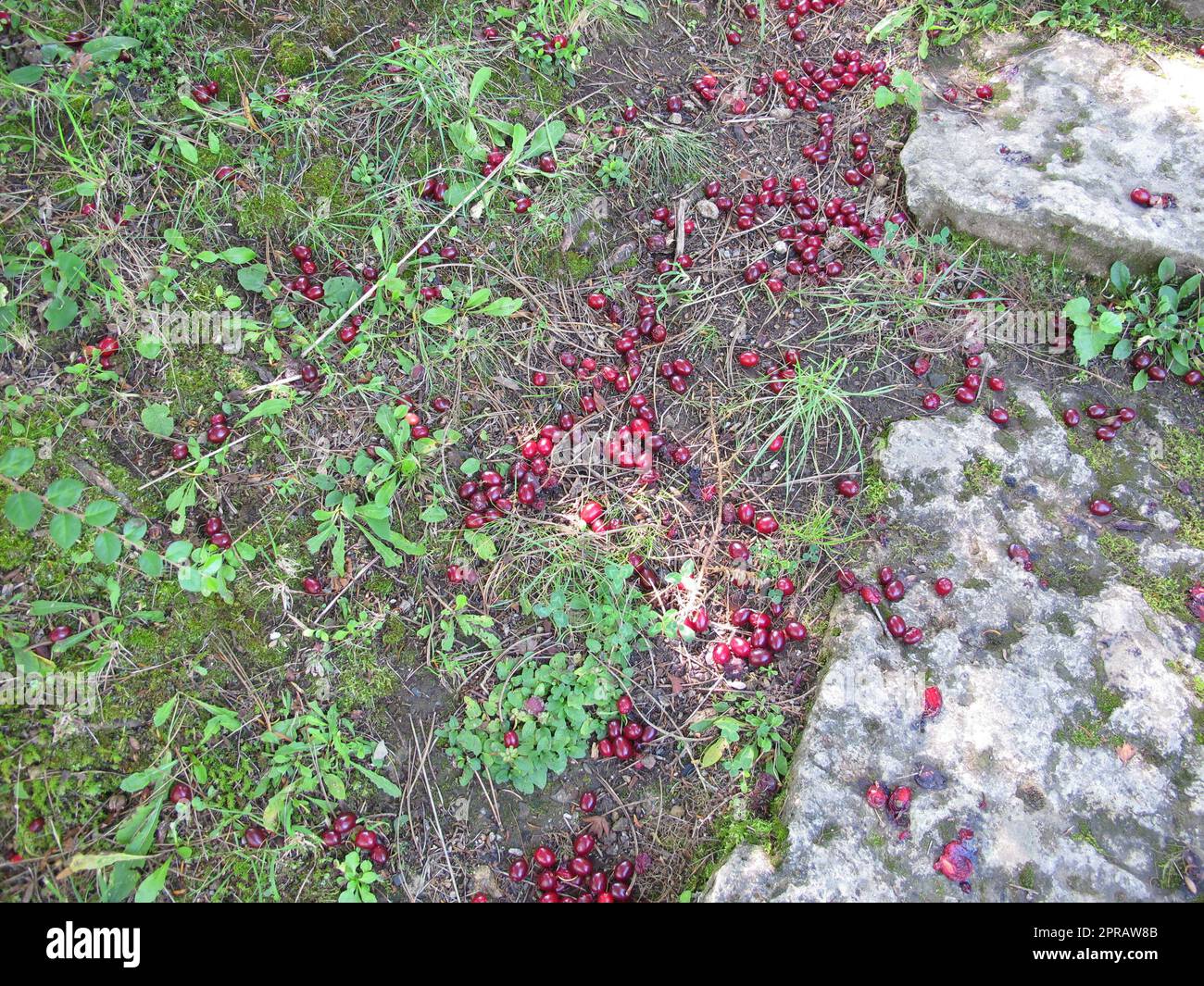 Cerises cornéennes mûres tombées de l'arbre au sol Banque D'Images